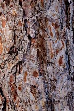 Tree bark Stock Photos