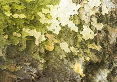 Tree bark Fotos de archivo