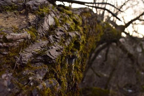 Tree bark Stock Photos