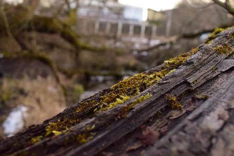 Tree bark Stock Photos