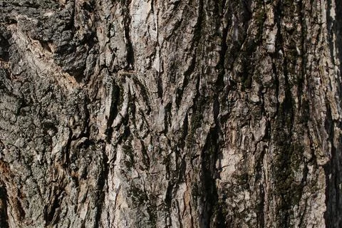 Tree bark Stock Photos