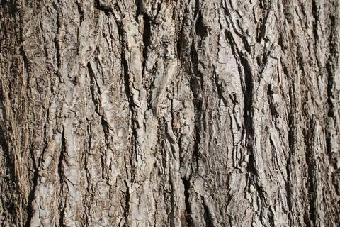 Tree bark Stock-Fotos