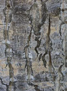 Tree bark Foto stock