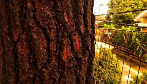 Tree Bark Stock Photos