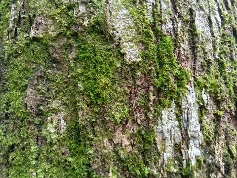 Tree bark Foto stock