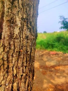 Tree bark Stock Photos