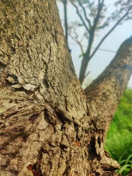 Tree bark Stock Photos