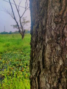 Tree bark Stock Photos