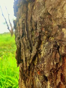 Tree bark Stock Photos
