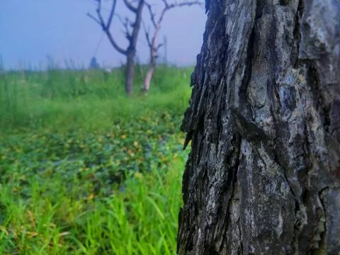 Tree bark Stock Photos