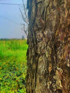 Tree bark Stock Photos