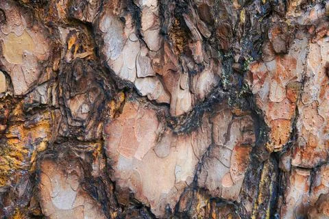 Tree bark Stock Photos