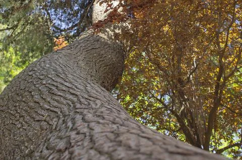 Tree bark Stock Photos