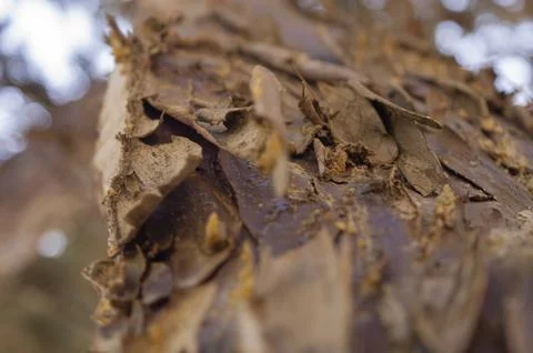 Tree bark Stock Photos