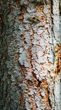 Tree Bark Stock Photos