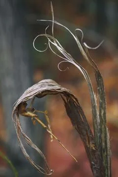 Tree bark Stock-Fotos