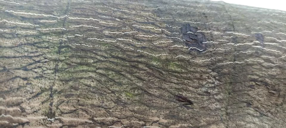 TREE BARK Stock Photos