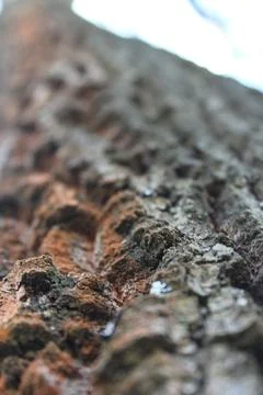 Tree bark Stock-Fotos