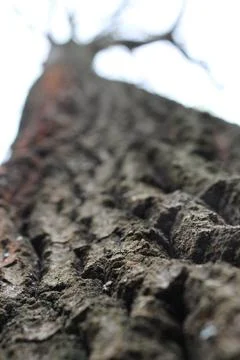 Tree bark Stock-Fotos