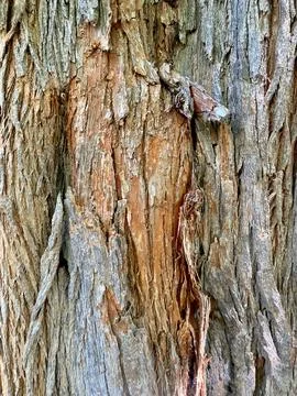 Tree Bark Stock Photos