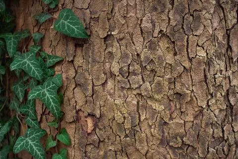 Tree bark Stock Photos