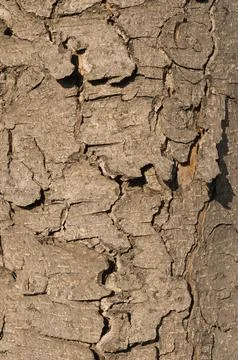 Tree bark Stock Photos