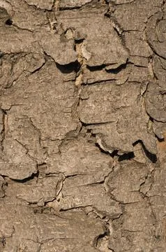 Tree bark Stock Photos