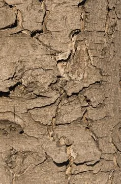 Tree bark Stock Photos