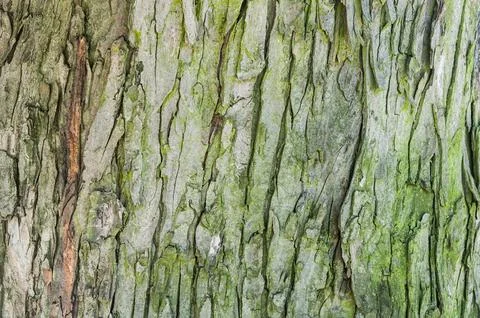 Tree bark Stock Photos