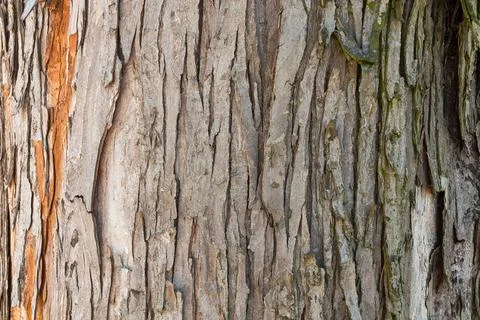 Tree bark Stock Photos
