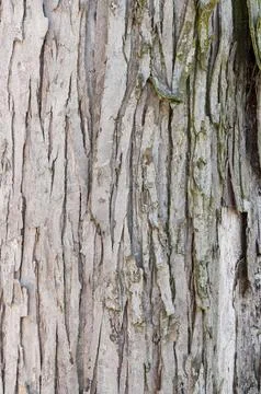 Tree bark Stock Photos