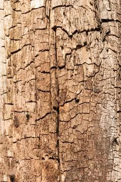 Tree bark Stock Photos
