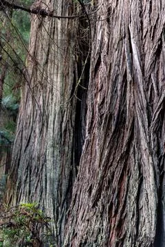 Tree bark Stock Photos
