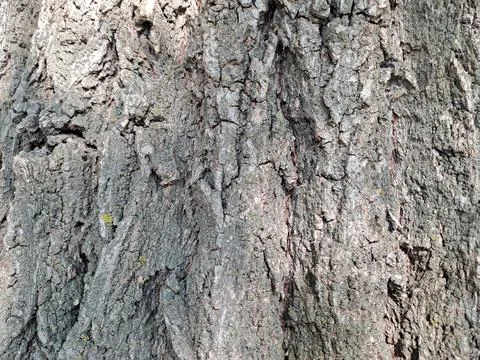 Tree bark Stock Photos