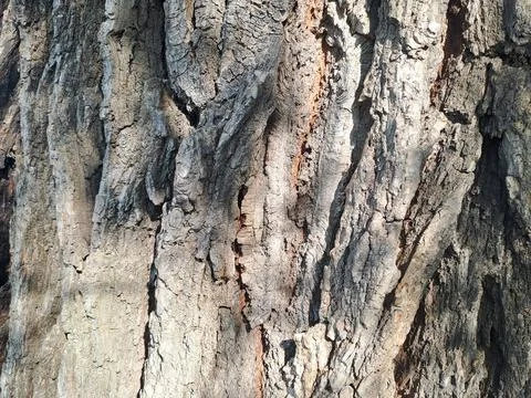 Tree bark Stock Photos
