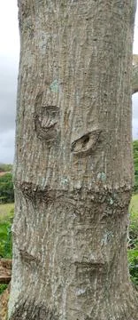 Tree bark Stock Photos