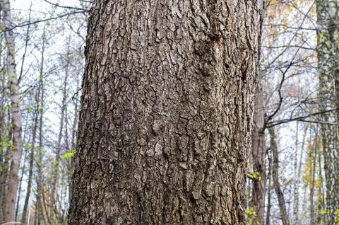 Tree bark 스톡 사진