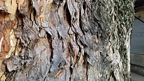 Tree bark Stock Photos