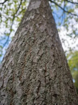 Tree Bark Foto stock