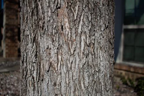 Tree bark Foto stock