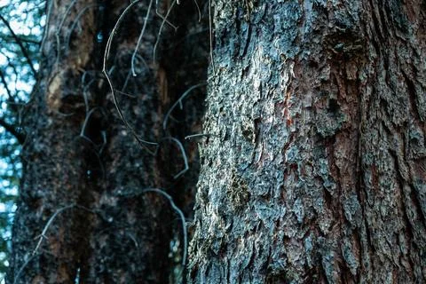 Tree bark Stock Photos