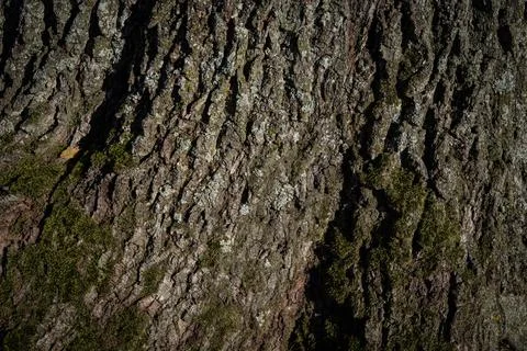 Tree Bark  Stock Photos