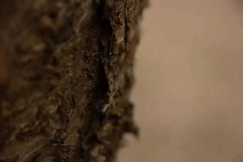 Tree bark Stock Photos