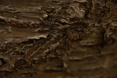 Tree bark Stock Photos