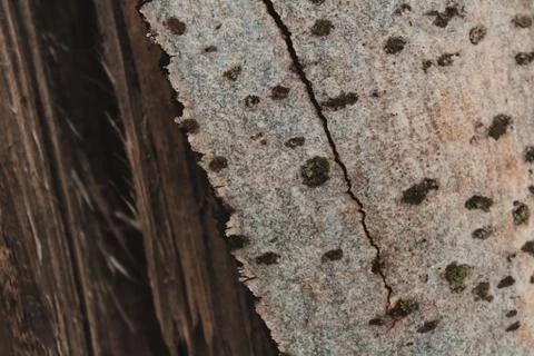 Tree bark photo, tree bark closeup, tree skin texture, old bark texture Stockfoto's