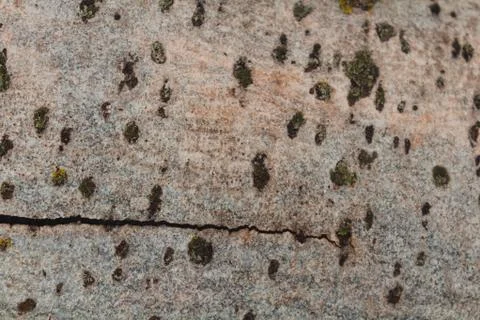 Tree bark photo, tree bark closeup, tree skin texture, old bark texture Stockfoto's