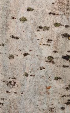 Tree bark photo, tree bark closeup, tree skin texture, old bark texture Stockfoto's