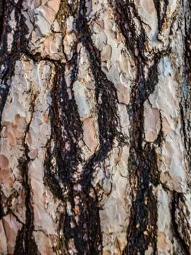 Tree bark pine close up background Stock Photos