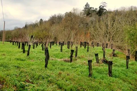 Tree Bark Protectors. Stock Photos
