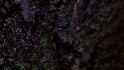 Tree Bark with Rain Droplets and Moss 库存影片 102753225
